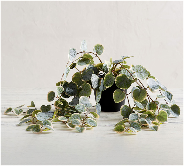 houseplant