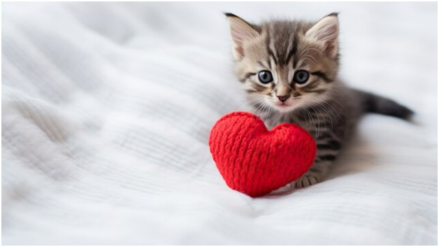 kitten valentine's day