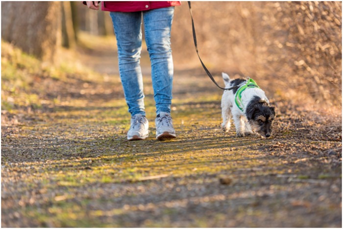 walking a cute puppy