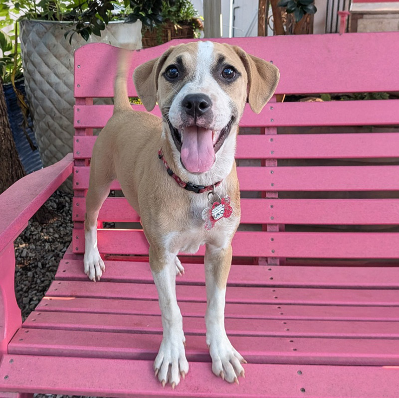 pet friendly businesses